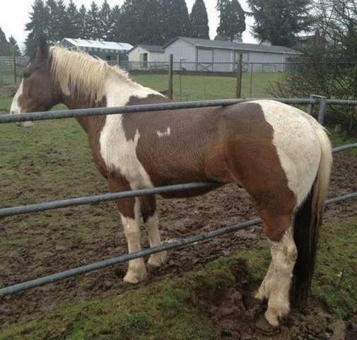 Horse stuck in a fence