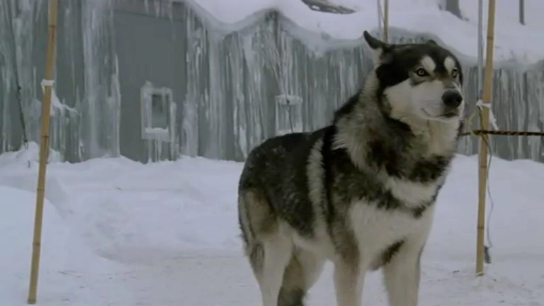 The Thing from The Thing (1982), in its dog form